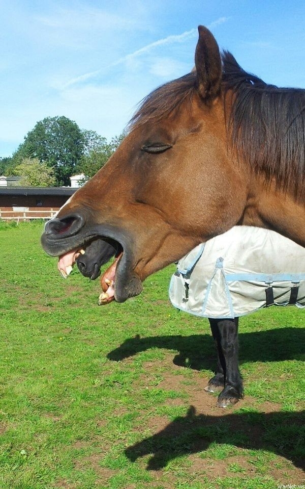 Alien horse