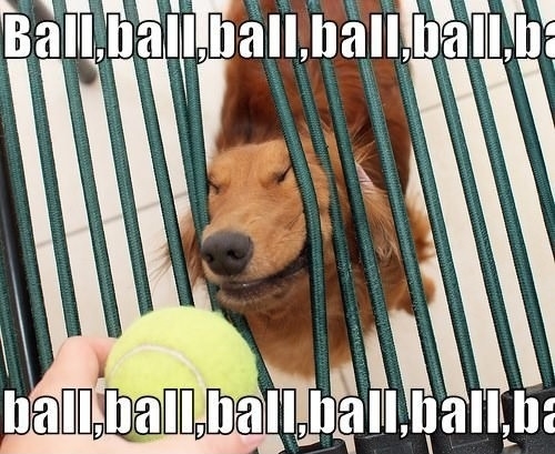 Ball, ball, ball, ball