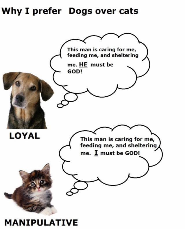 Why I prefer dogs to cats