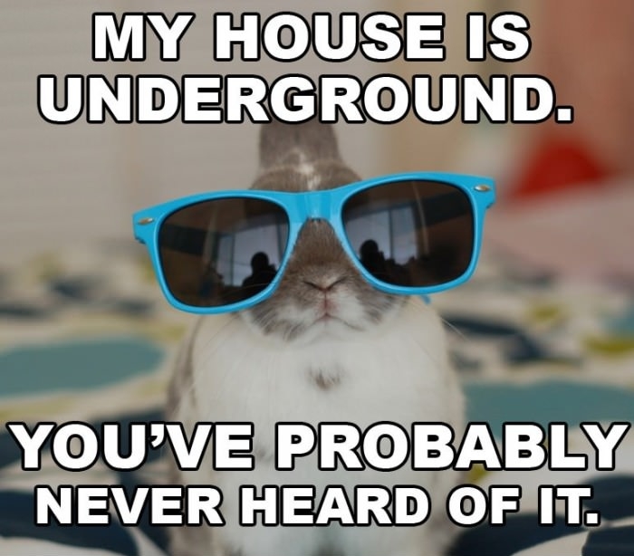 Hipster Rabbit