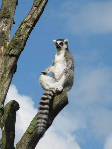 King Julien in the zoo