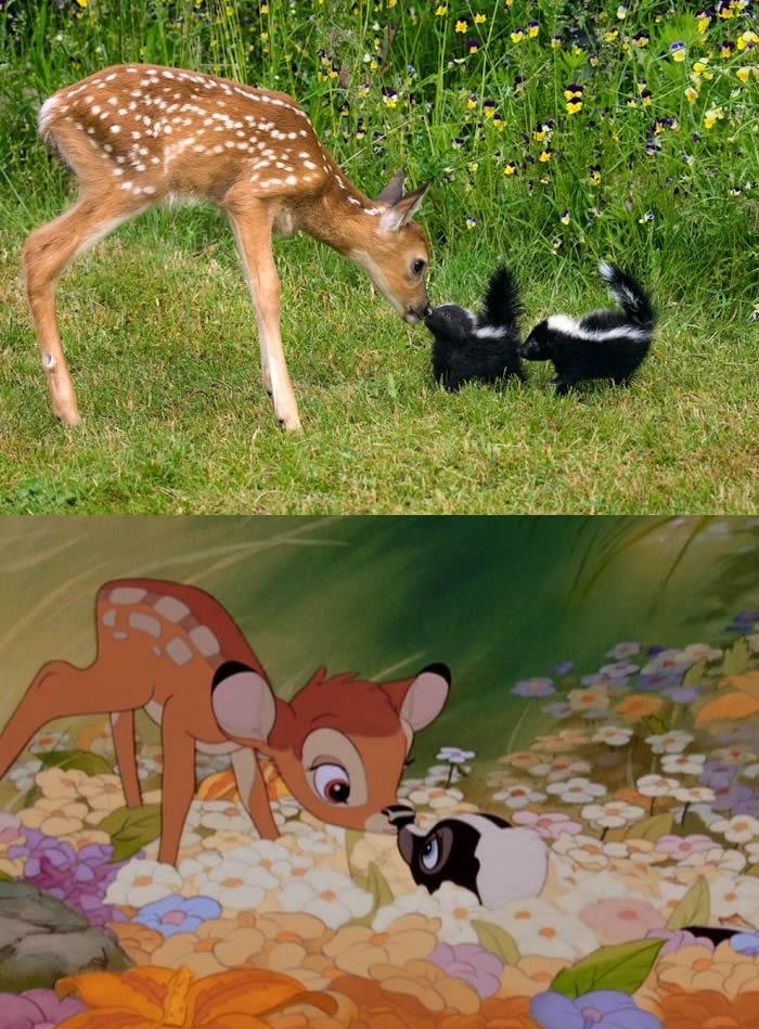 Bambi in real life