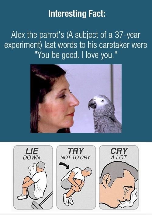 Alex The Parrot