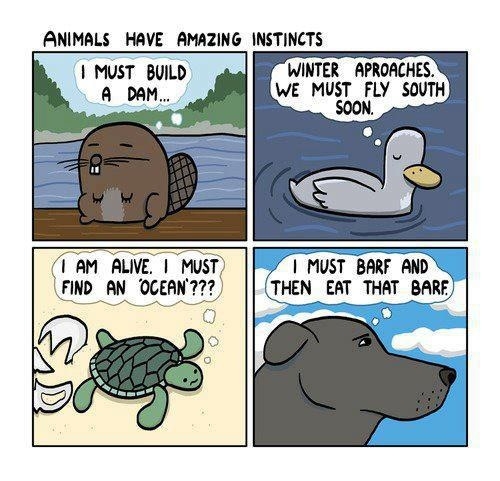 Animal instincts