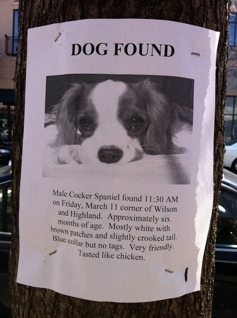 Dog Found