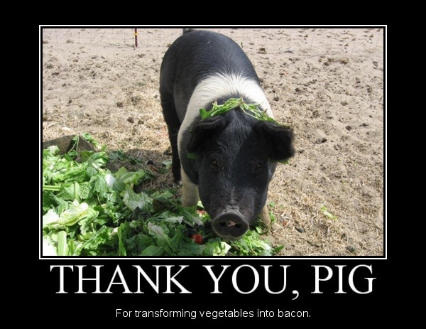 Thank you, pig!