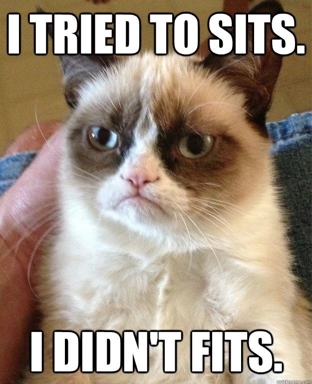 Grumpy cat