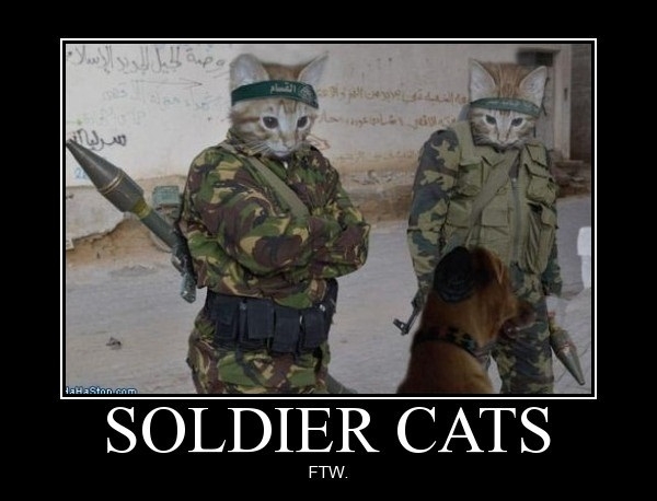 cat stacks soldier boy