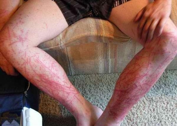 Bathe the cat they said