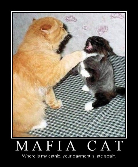 Mafia Cat