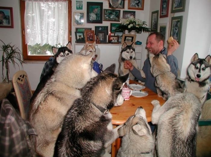 Husky Party