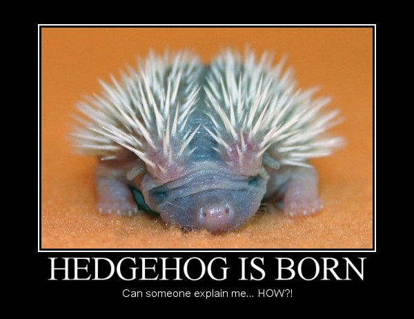 Hedgehogs