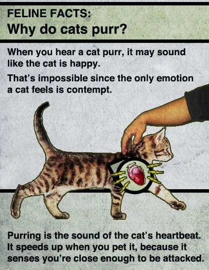 Why do cats purr