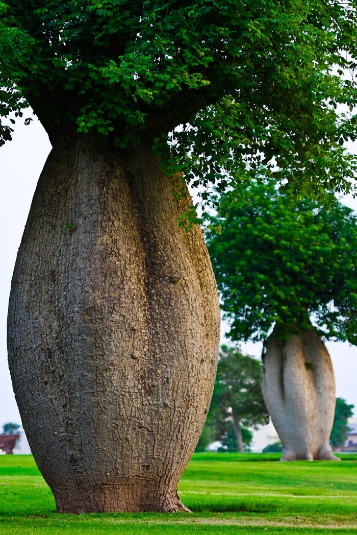 The Toborochi Tree