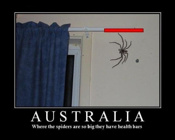Spiders