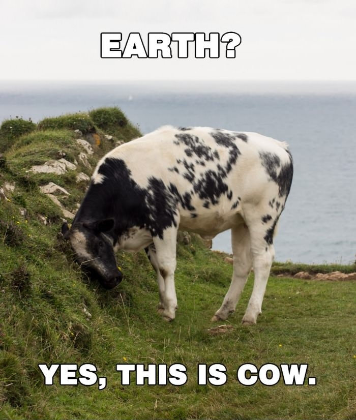 Yes, this is cow