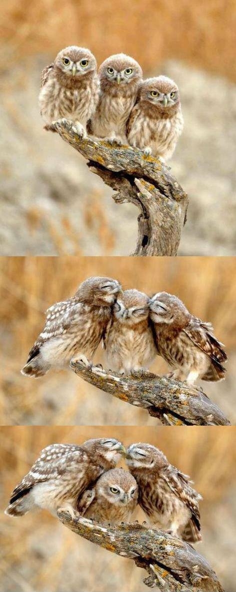 Forever Alone Owl