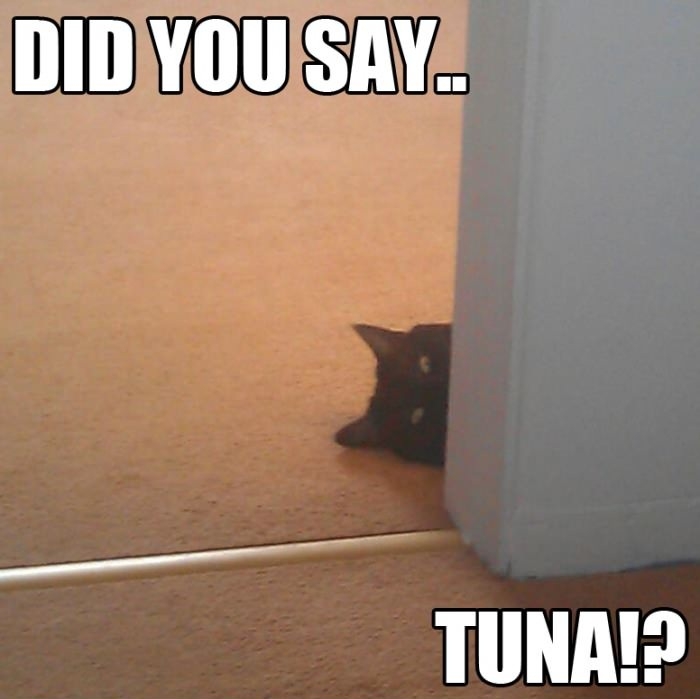 My cat hears everything