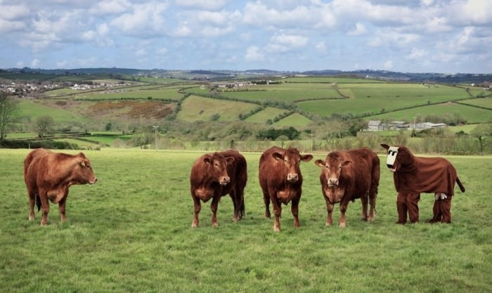 The cows are not amused