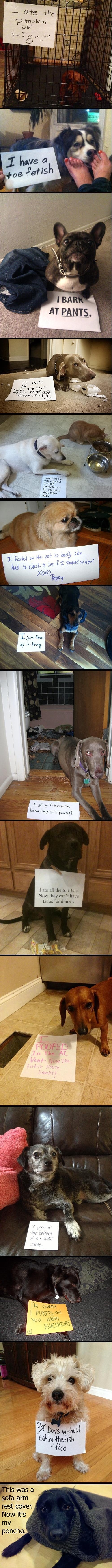 Best of Dog Shaming