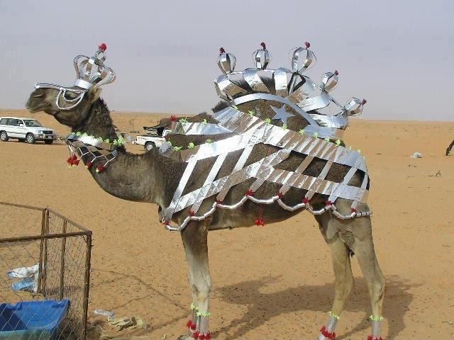 She's the Camel Queen