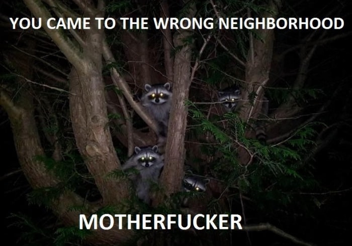 Angry Racoons