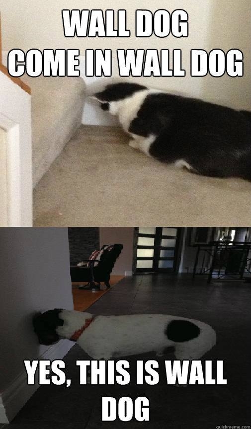 Yes, this is dog wall
