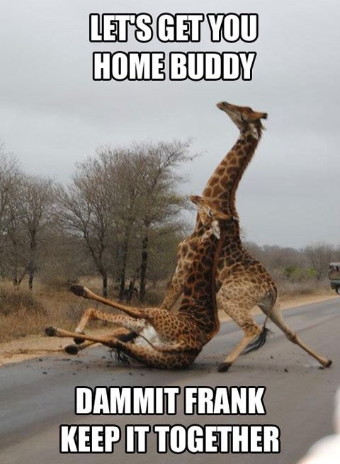 Dammit Frank!