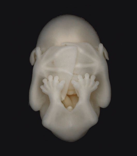 Bat embryo