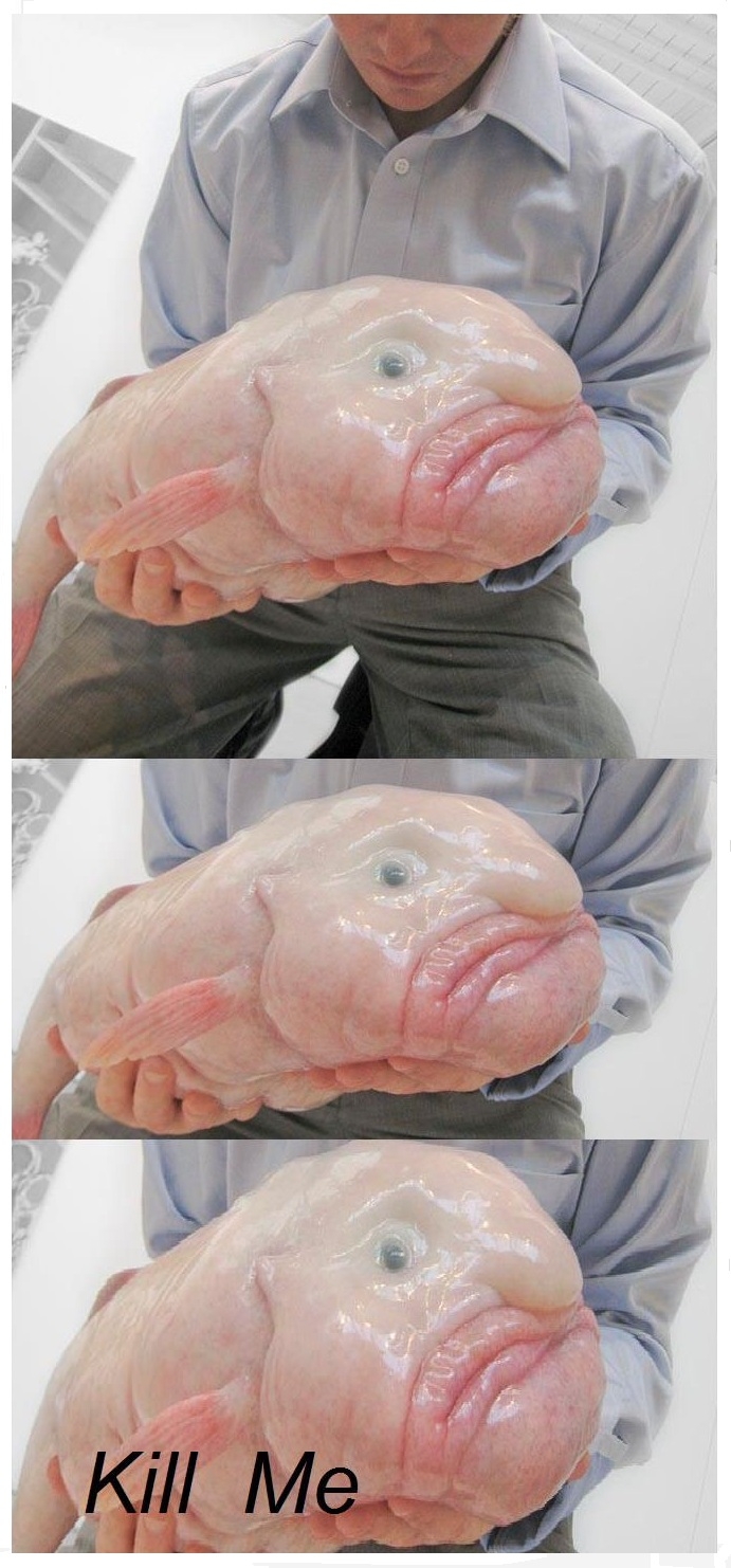 Blobfish, a rare sea creature