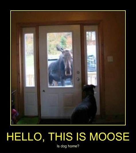 Hello, this is moose