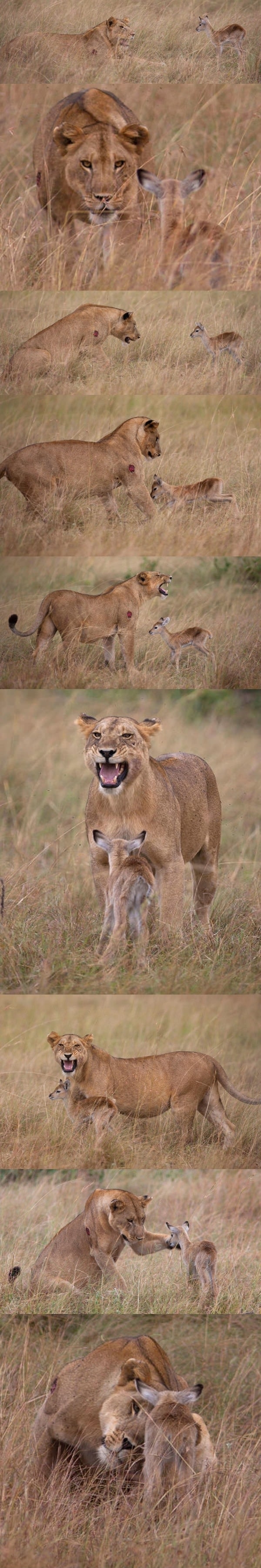 Lioness adopts baby