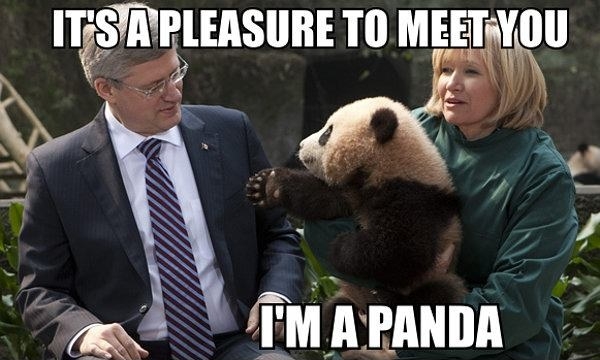 Yes, I'm in Panda