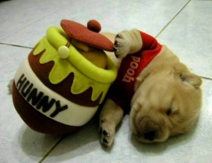 Winnie The Pug
