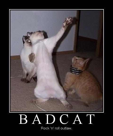 Bad Cat