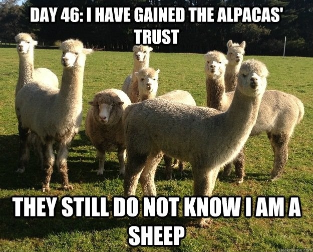Undercover Sheep