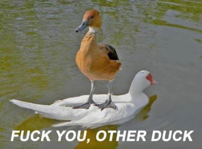 Rude duck