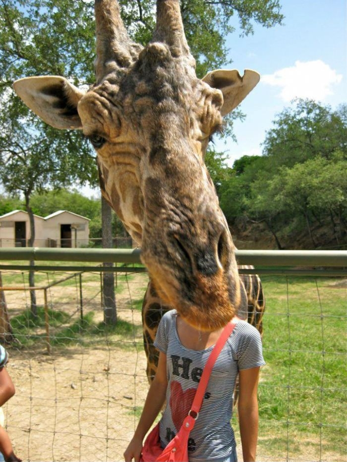 Photobombing lvl: Giraffe