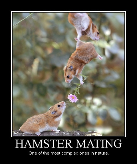 Hamster Mating