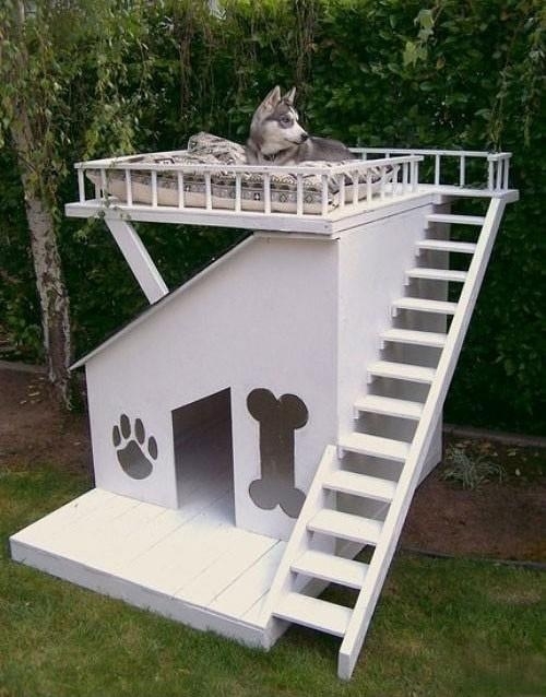 Amazing Dog House