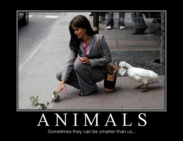 Animals