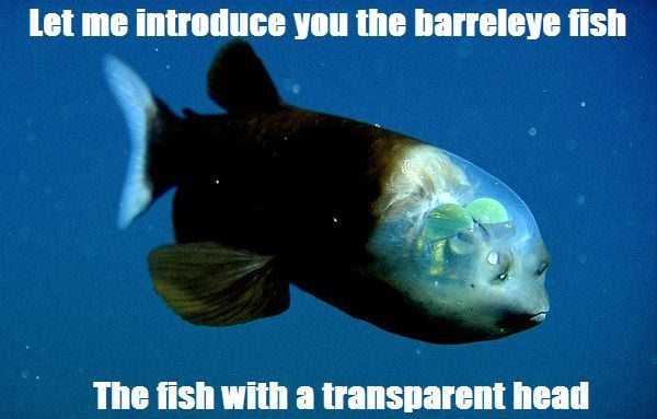 Lately in the deep sea