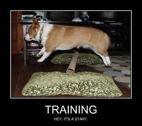 Dog Training