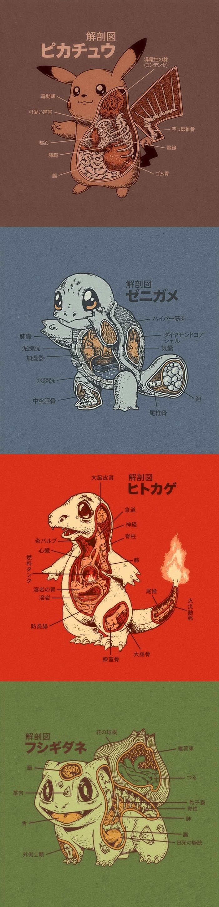 Pokemon Anatomy