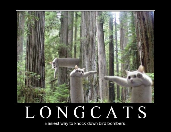 Longcats