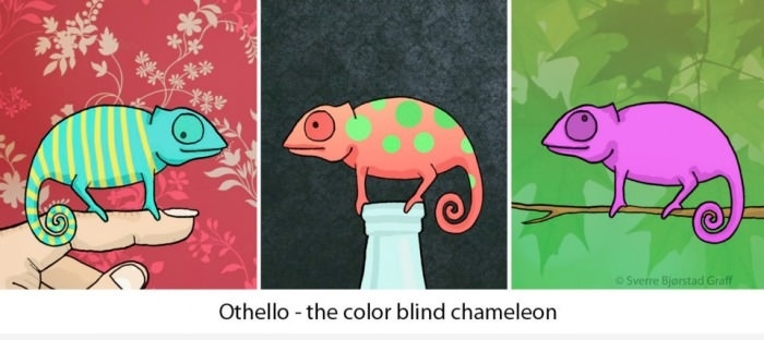 Colour blind chameleon