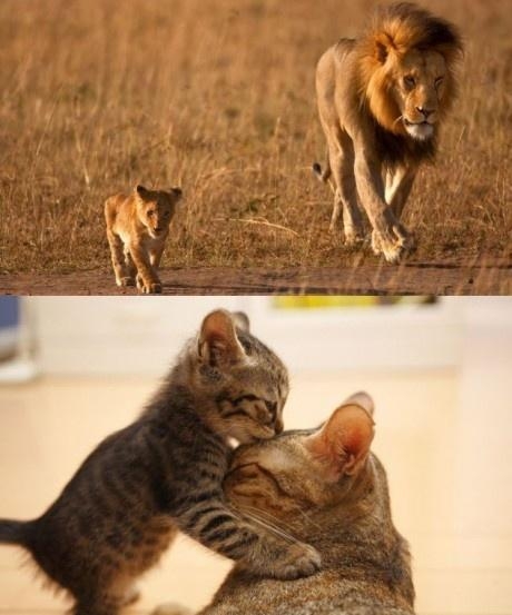 With dad VS with mom