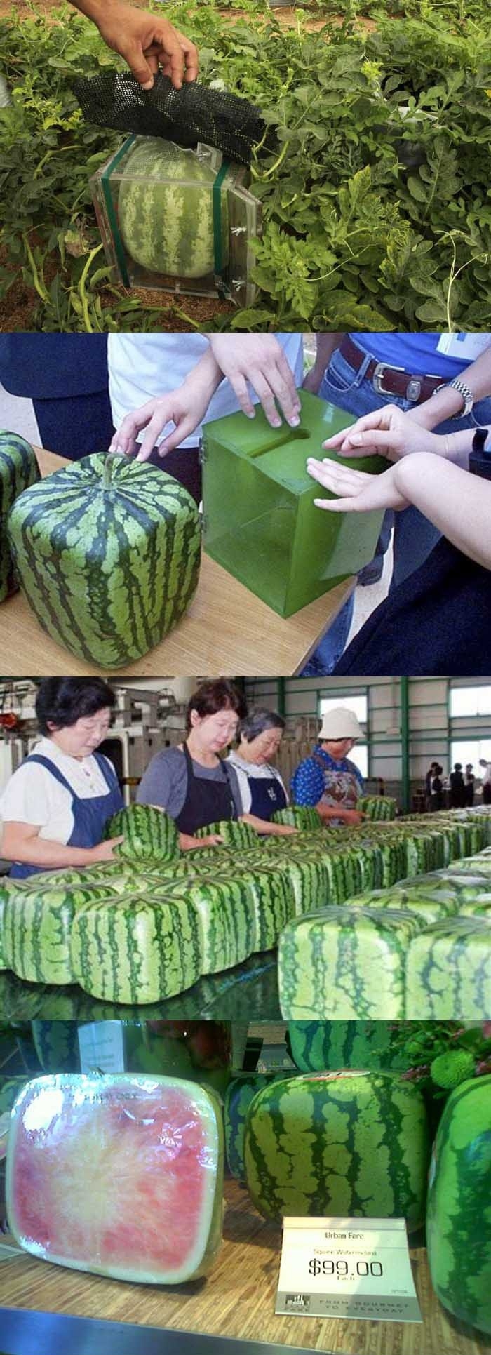 Square Watermelons