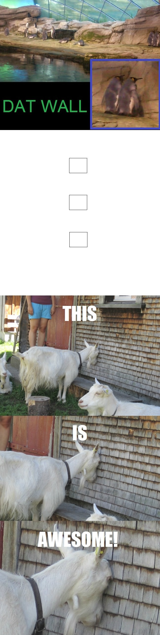 Awkward penguins & goats