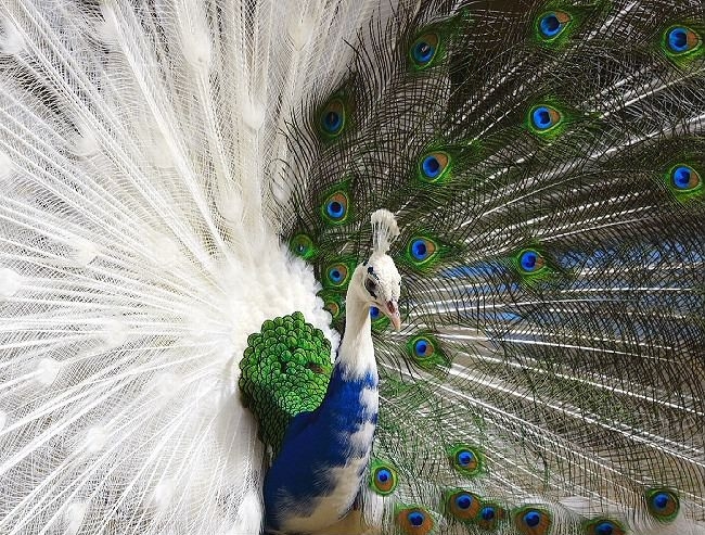 Half white peacock